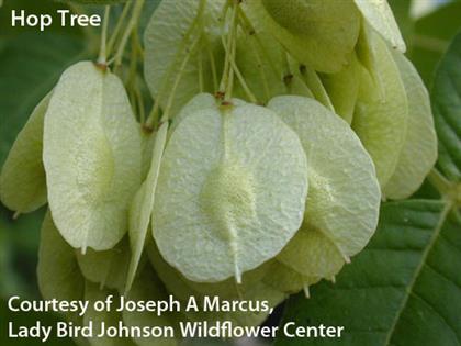 Ptelea_trifoliata_Seed2_Joseph A Marcus.JPG